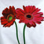 GERBERA プリント Tシャツ